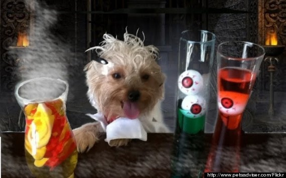 scientist dog costume
