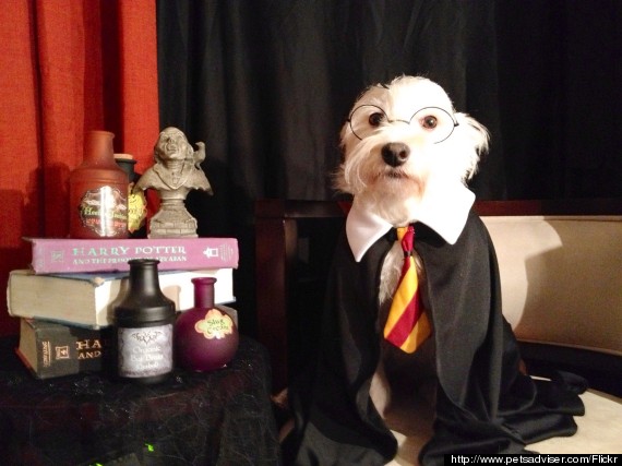 harry potter dog