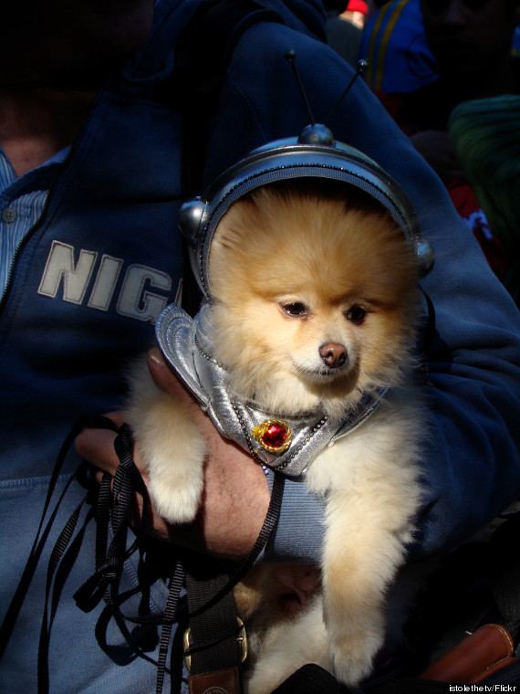 astronaut dog