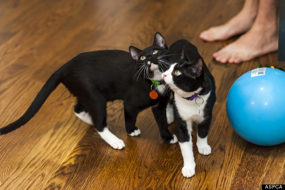 cute black cats