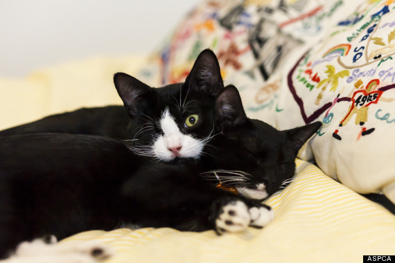 black cats cuddling