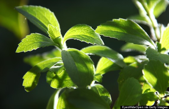 stevia plant