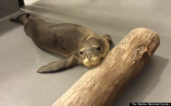 seal pup