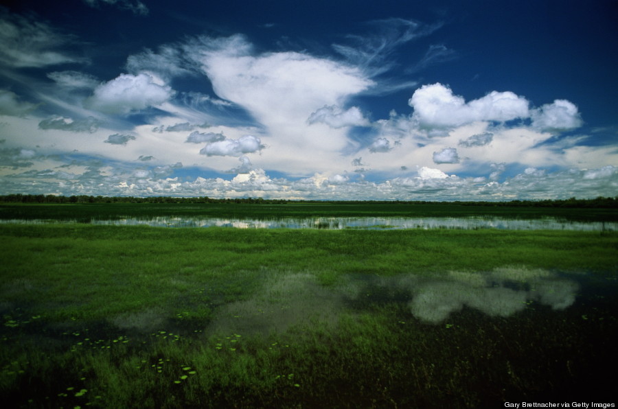 kakadu