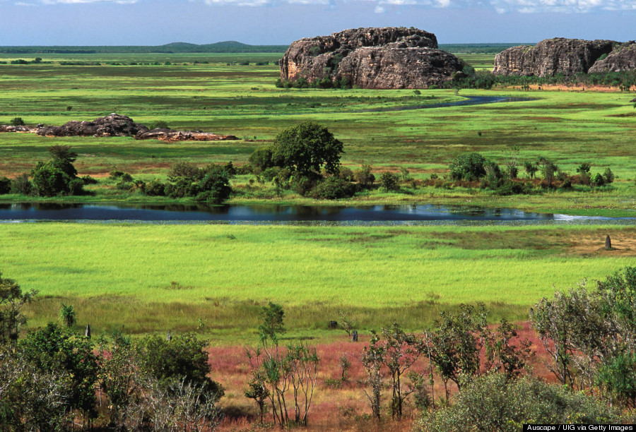 kakadu