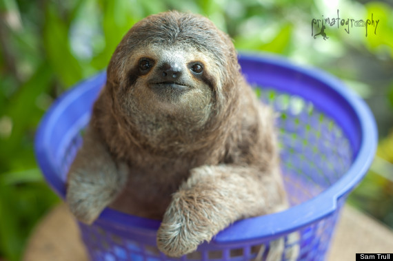 cute sloth