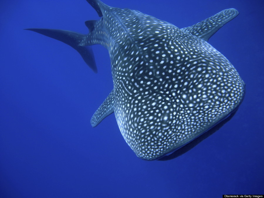 molokini