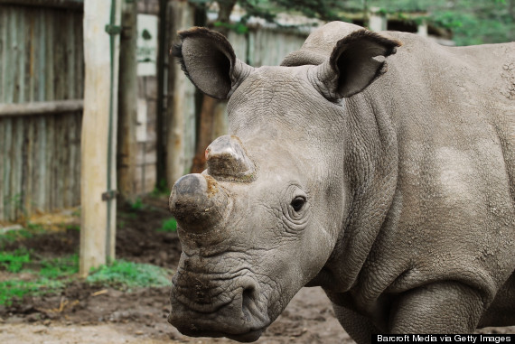 suni white rhino