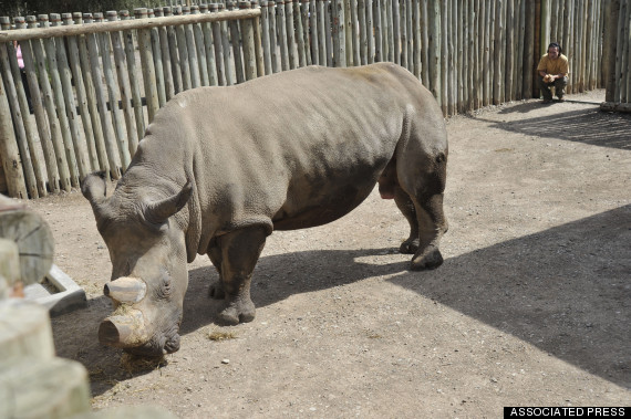 suni white rhino