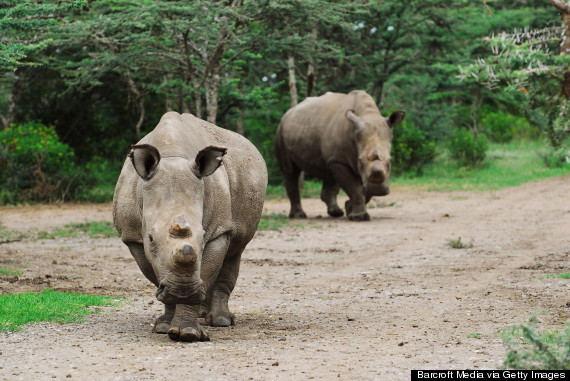 suni white rhino