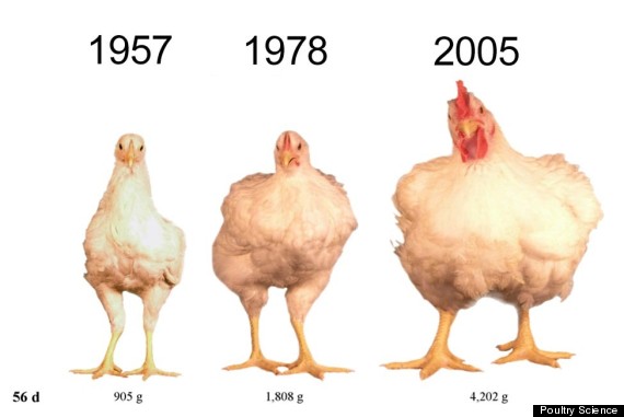 Chicken Age Chart