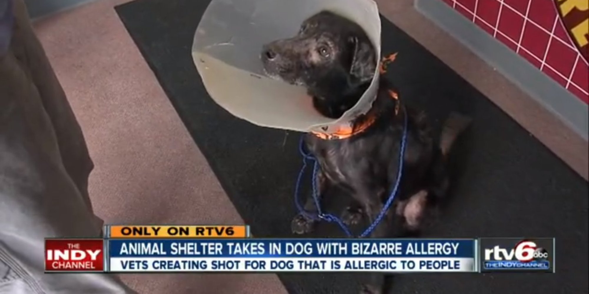 Dog Who's Allergic To Humans Is Finally Having His Day, Thanks To ...