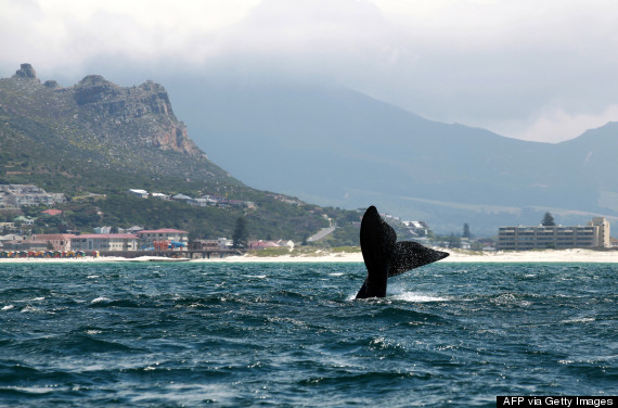 cape town whales