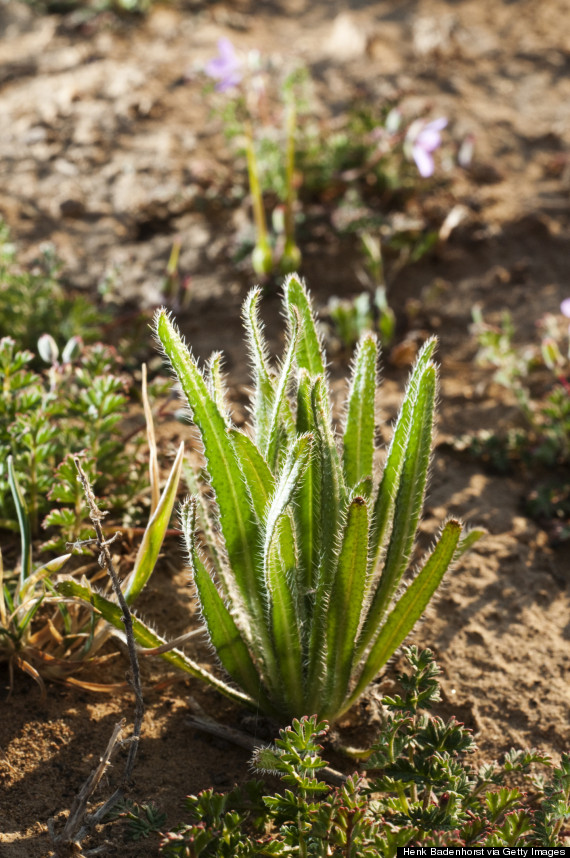 karoo desert garden