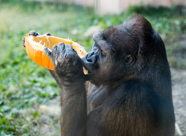 gorillapumpkin