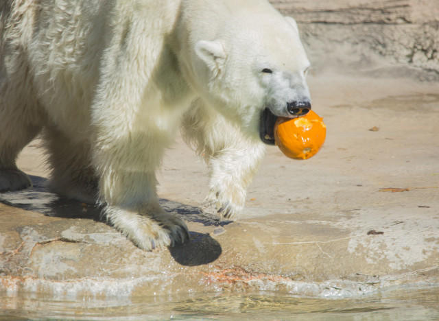 polarbearpumpkin