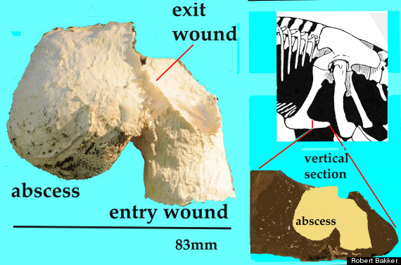 stegosaurs tails