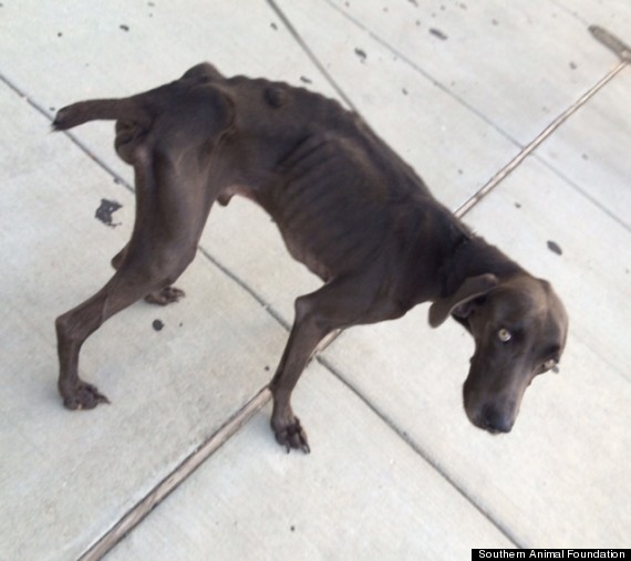 emaciated pup