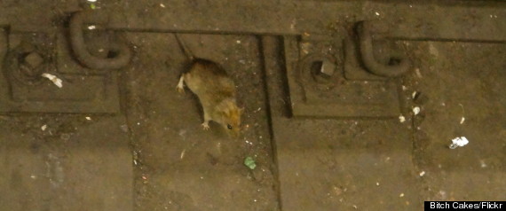 subway rat