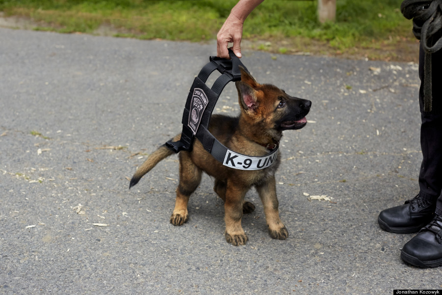 k9 vest