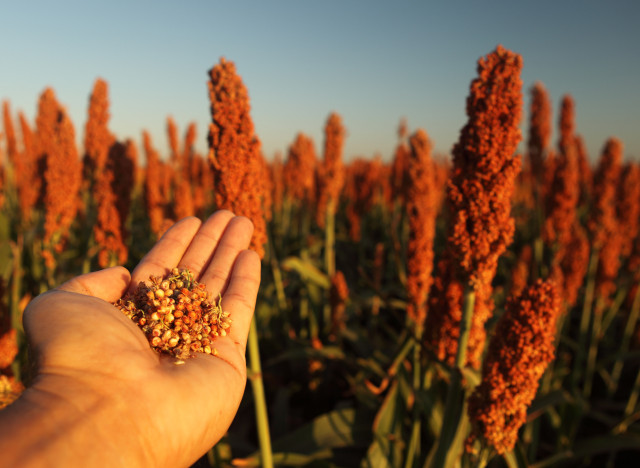 sorghum