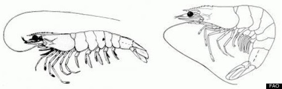 shrimp comparison