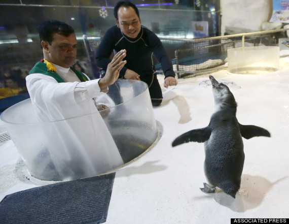 blessing penguin
