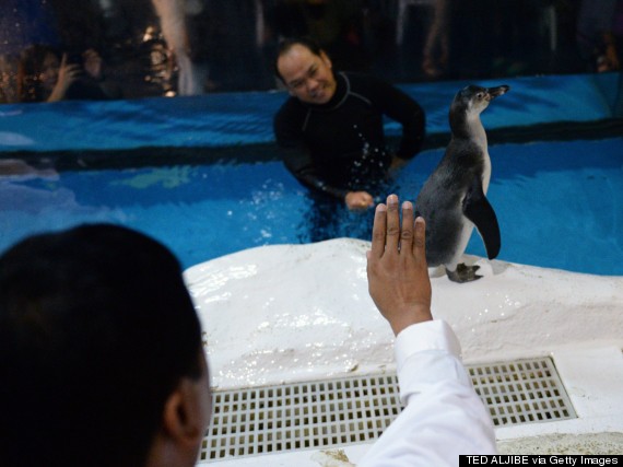 blessing penguin