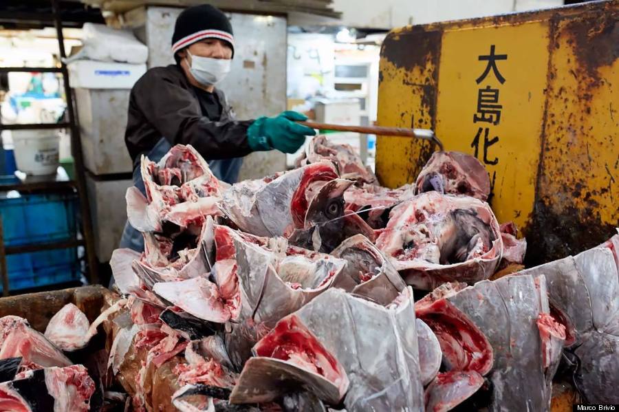 tsukiji fish market