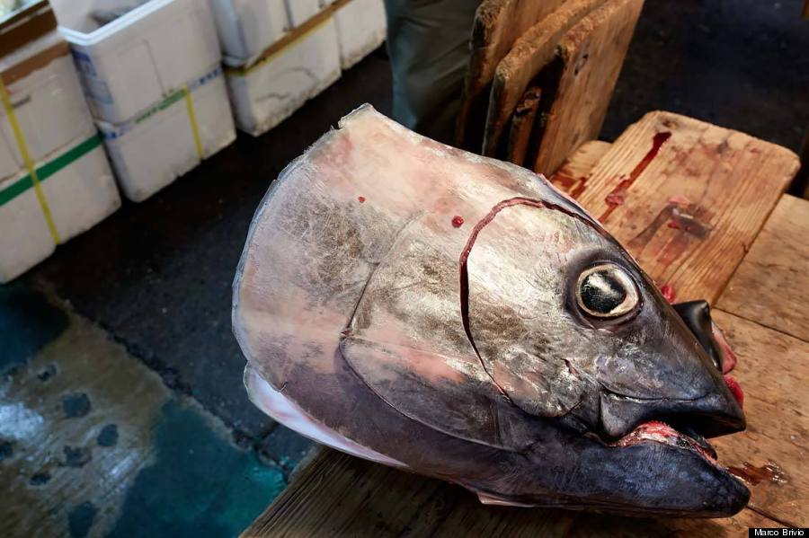 tsukiji fish market