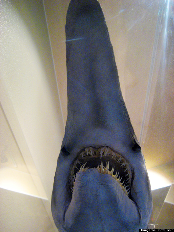 goblin shark
