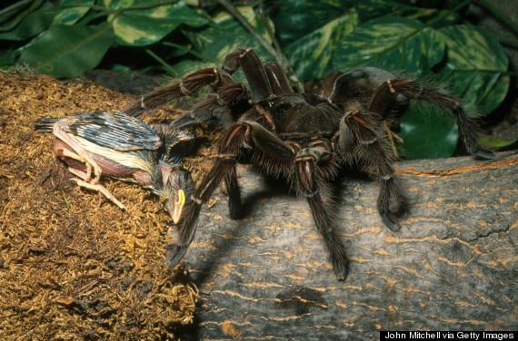 goliath birdeater