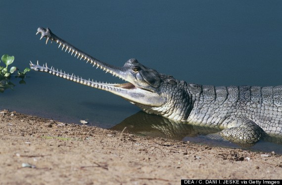 gharial