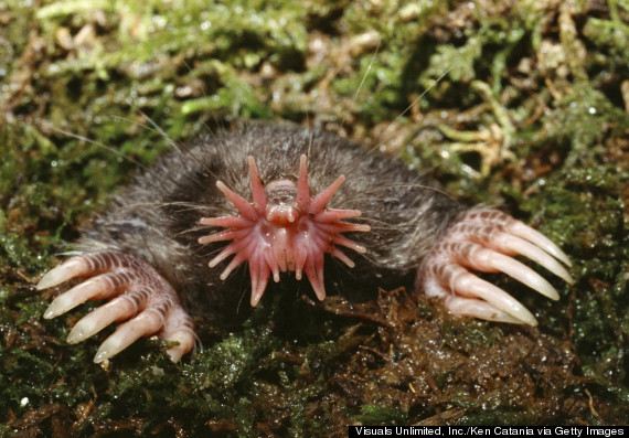 scariest looking animals in the world