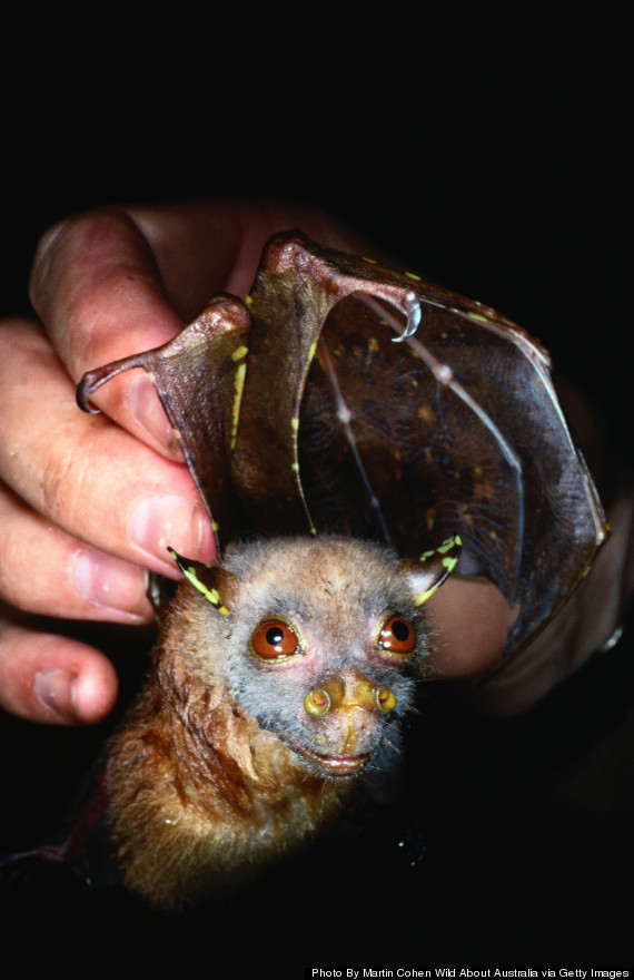 tubenosed bat