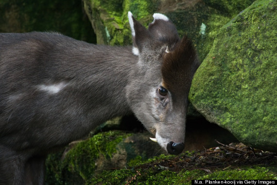 tufted deer