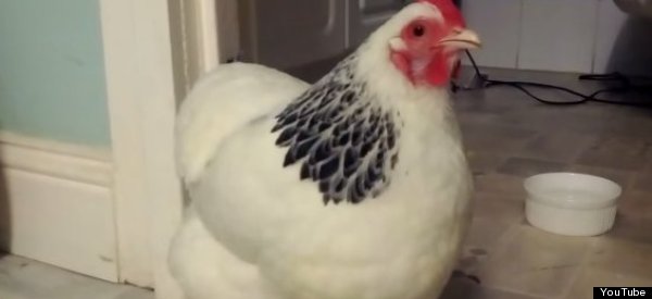 chicken sneeze