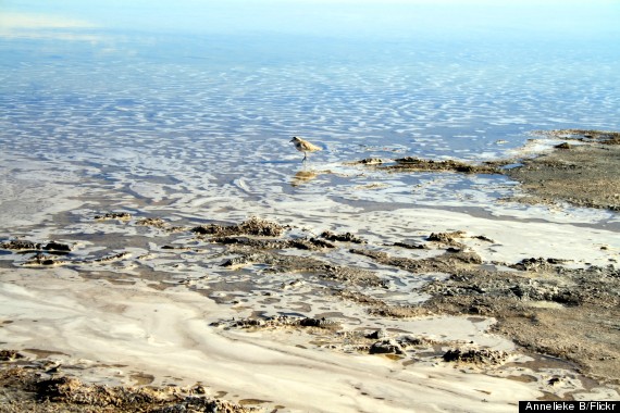 laguna cejas