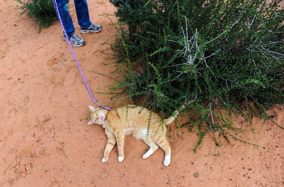 cat hiking