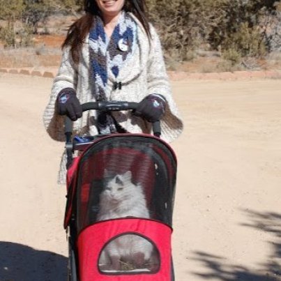 cat in stroller