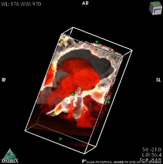 siberian bison scan