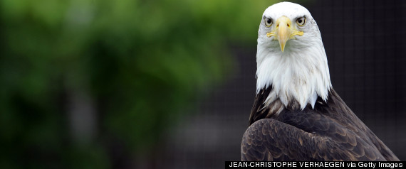 bald eagle