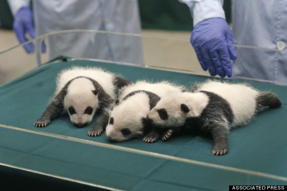 panda triplets