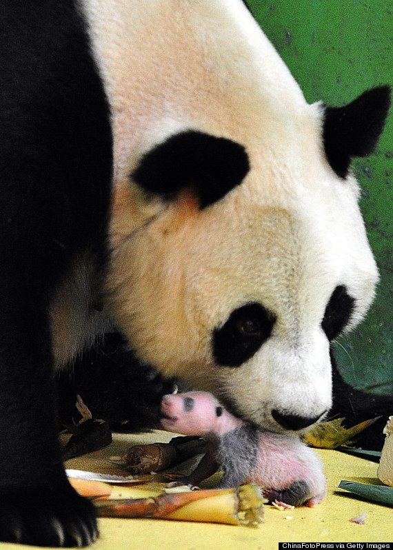 panda triplets