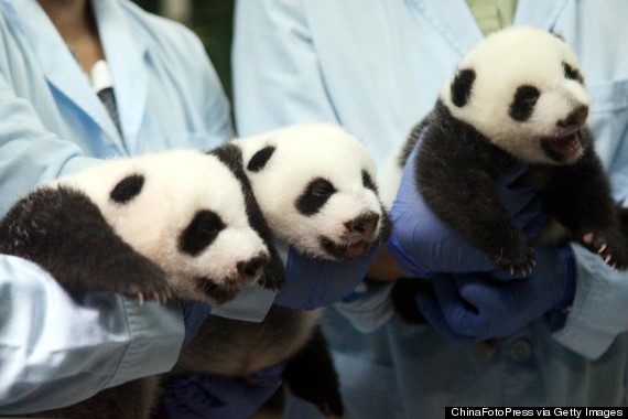 panda triplets