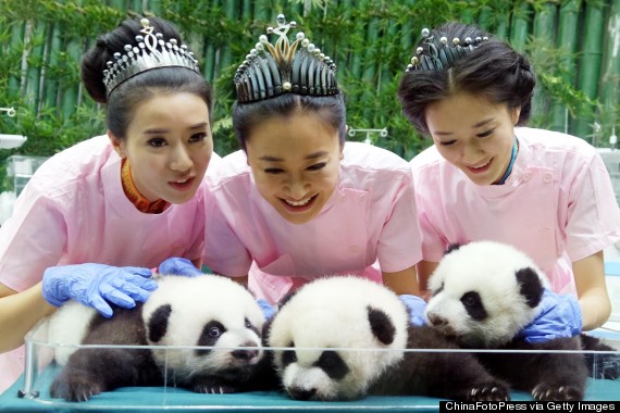 panda triplets