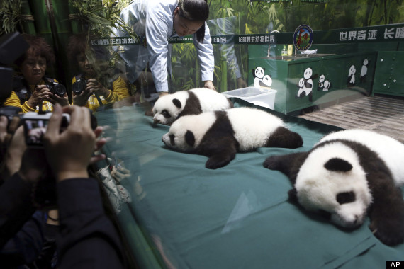 panda triplets