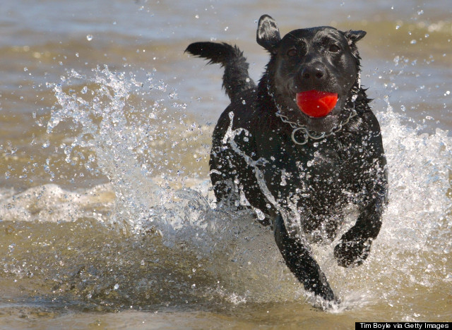 montrose beach dog park