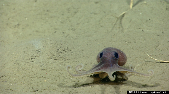 baby octopus