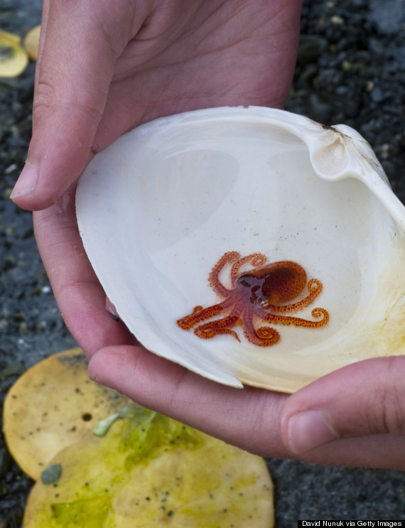 young octopus